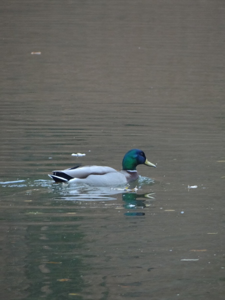 DSC02005.JPG