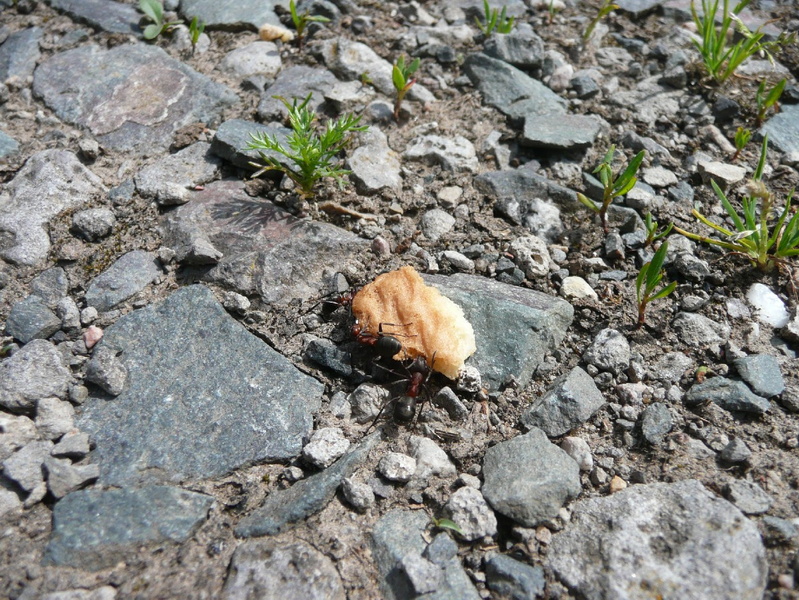 P1060737