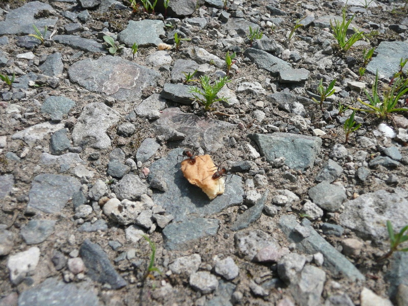 P1060741