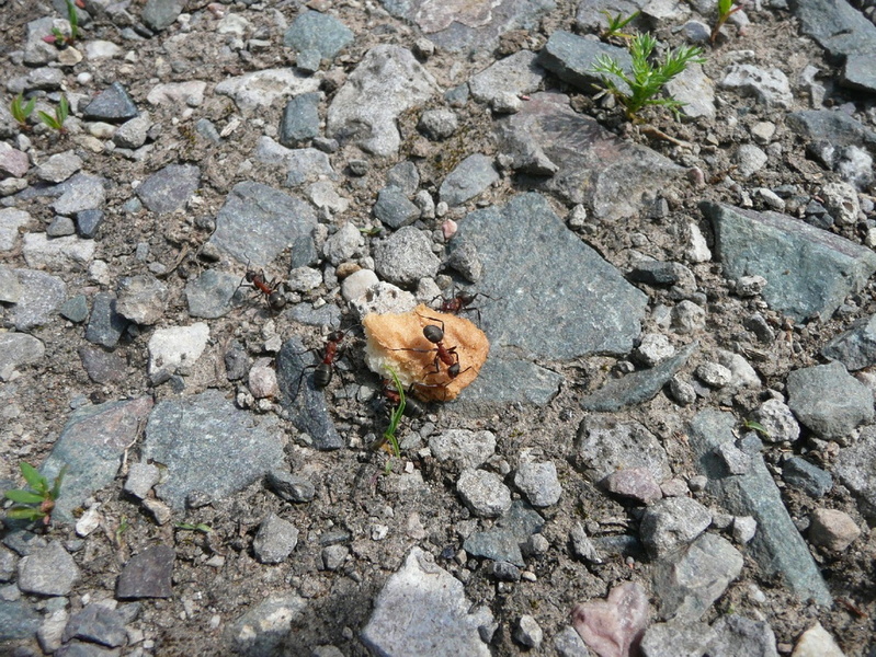 P1060742