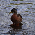 DSC03254