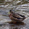 DSC03257