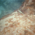 photo sous marine 0025