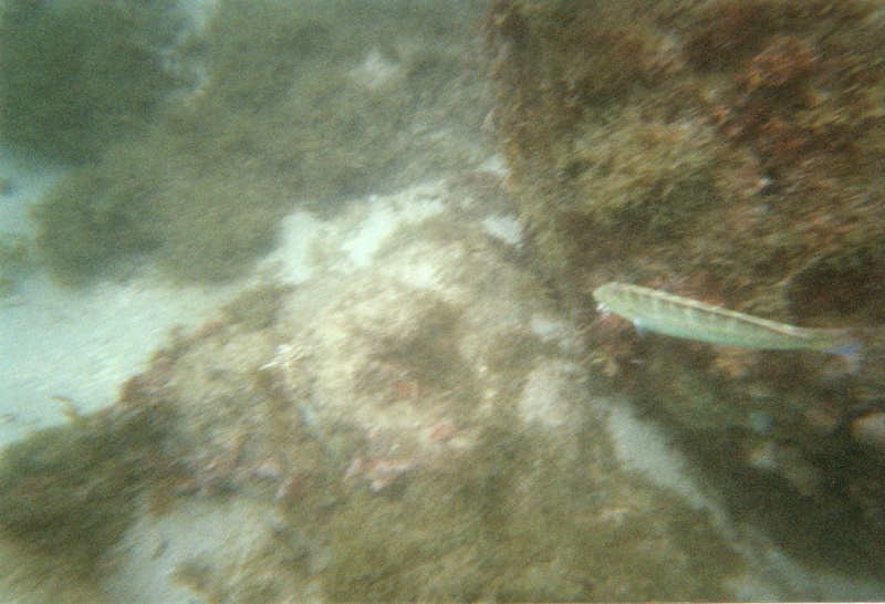 photo sous marine 0026
