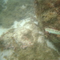 photo sous marine 0026