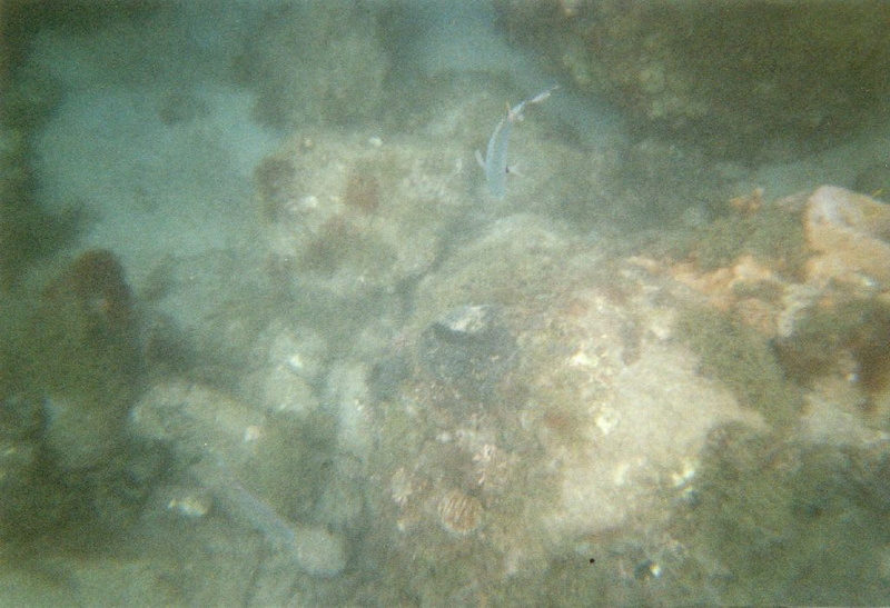 photo sous marine 0027