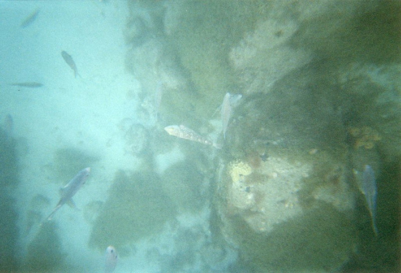photo sous marine 0028