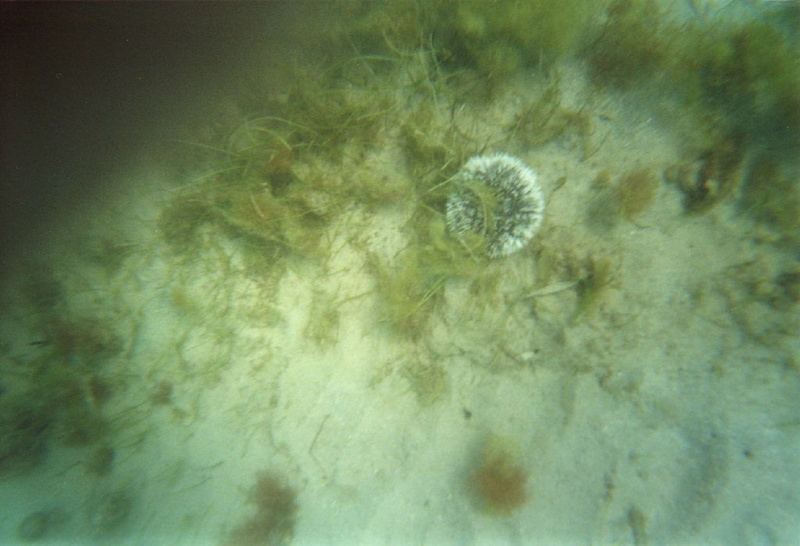 photo sous marine 0029