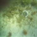 photo sous marine 0029