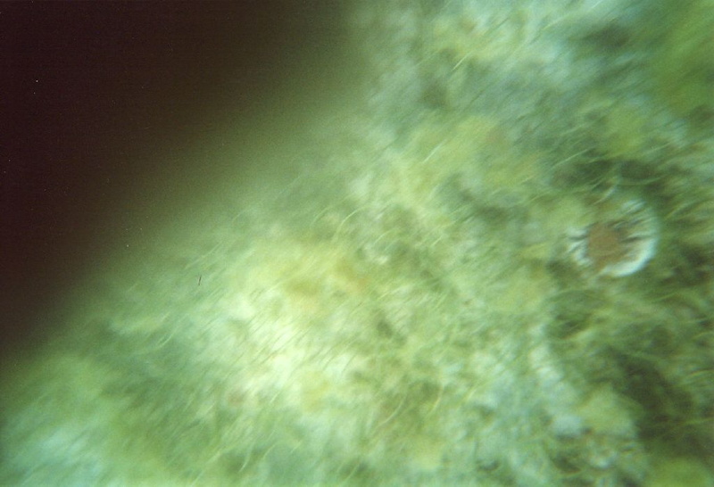 photo sous marine 0030