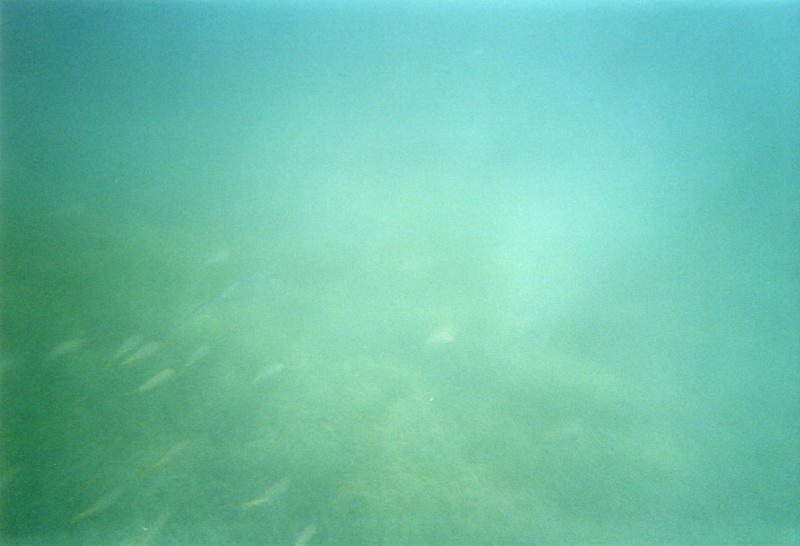 photo sous marine 0031