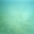 photo sous marine 0031