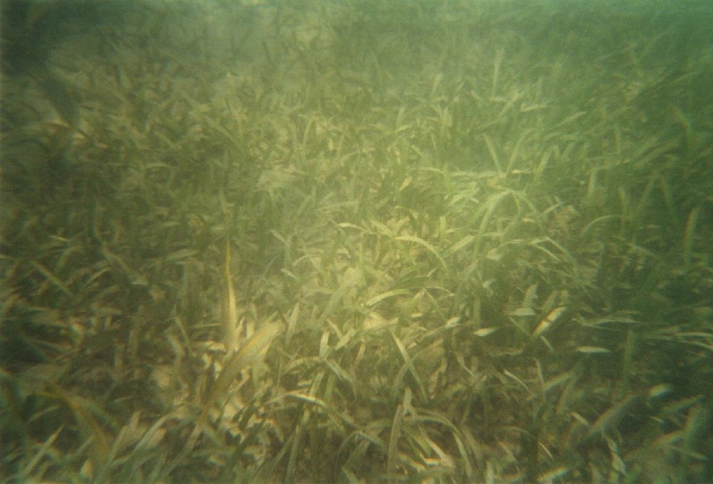 photo sous marine 0049