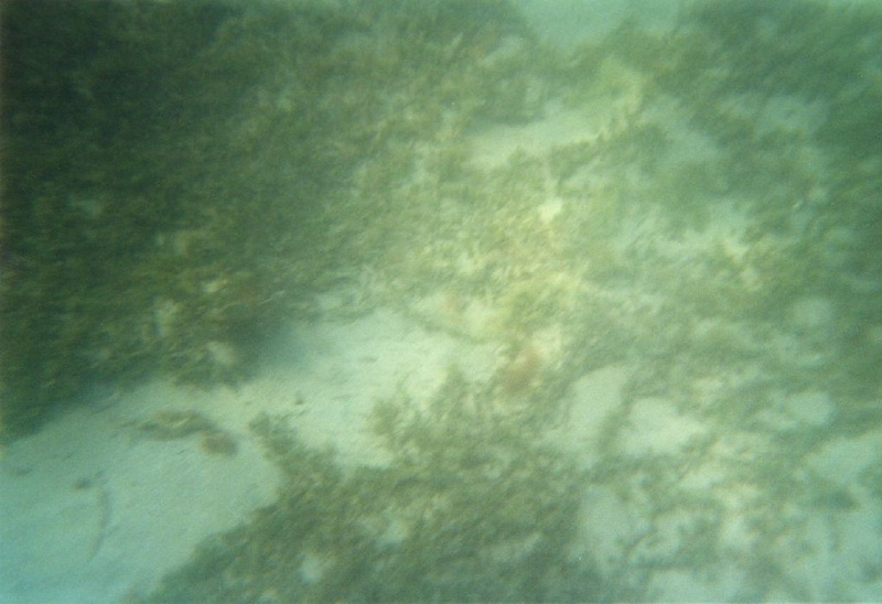 photo sous marine 0050