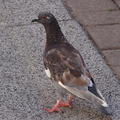DSC00163